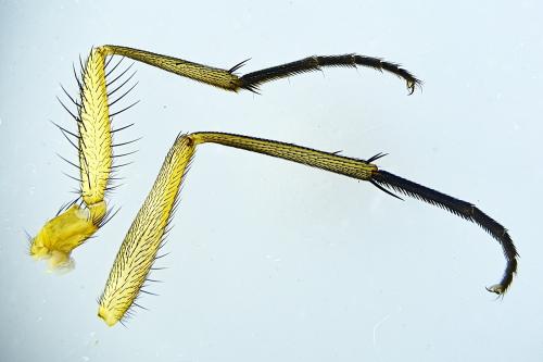 Phaonia subventa